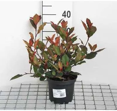 Obrázek produktu pro Photinia fras. 'Little Red Robin' - Glanzmispel Little Red Robin 25- 30 cm - Kontejner