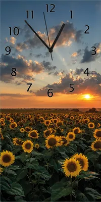 Produktbild von Wallario Design Wanduhr bedruckt, Größe 30 x 60 cm, Motiv: Sonnenblumenwiese vor Wolken mit Sonnenuntergang