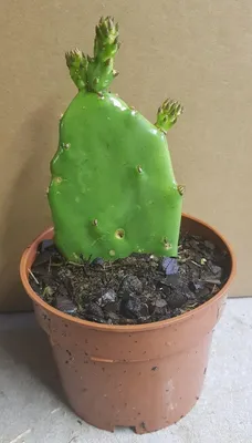 Image de Opuntia ficus-indica / Figuier de Barbarie