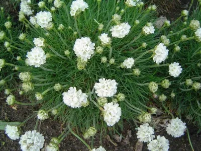 A close-up view of a cluster of white garden thrift flowers with green foliage and soil.