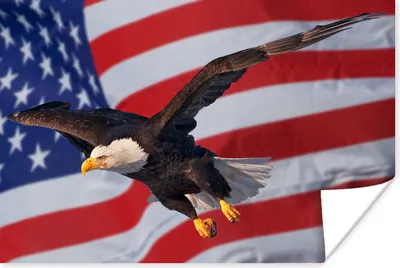 Produktbild von MuchoWow® Poster Amerikanischer Weißkopfseeadler vor der amerikanischen Flagge 30x20 cm - Plakate - Print