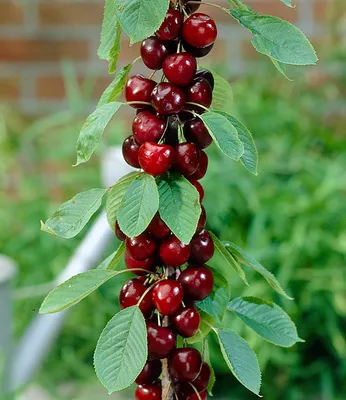Produktbild von BALDUR Garten 1x Säulen-Kirschen 'Stella', Pflanze im 1,5-Liter Topf, Prunus avium Säulenobst Kirschbaum, winterhart, platzsparende Säule für kleine Gärten, Balkone & Terrassen