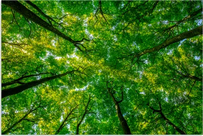 Produktbild von MuchoWow® Poster Wald - Bäume - Grün 180x120 cm - Fotoplakat