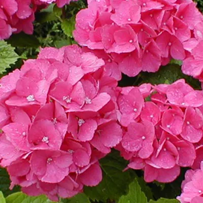 Image de 2 x  Hortensia  - Hydrangea 'Benelux'  | 30-40 cm en pot