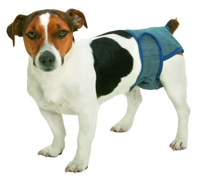 Produktbild von Hundeschutzhosenx Large (63-76 Cm)Für Hündinen