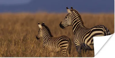 Produktbild von MuchoWow® Poster Mutter und Babyzebra 150x75 cm - ohne Rahmen