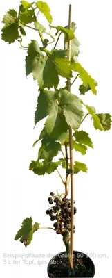 Produktbild von Vitis vinifera Sladuschka kernlose rote Weintraube Weinrebe Tafeltraube