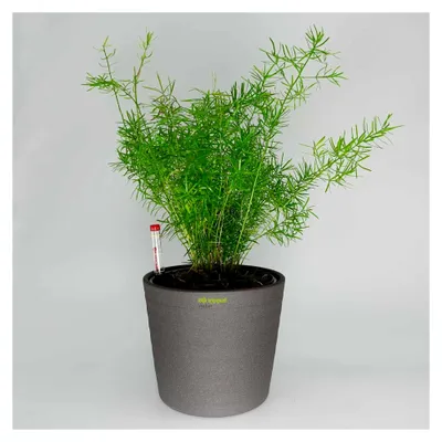 Produktbild von Set3 3 teilig für Hydrokultur Blumentopf Keramik Maui 13/12 anthrazit Ø 16 cm H 13,5 cm + Kulturtopf + Wasserstandsanzeiger