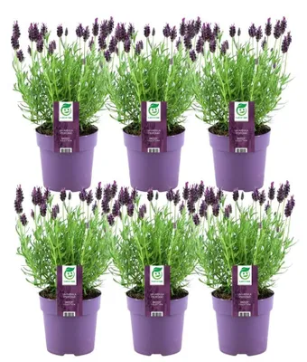 Produktbild von Plants by Frank | 6 Französische Lavendel Pflanzen | Lavandula Stoechas Anouk® | Schopflavendel | Lavendel Pflanze | Stauden | Gartenpflanzen
