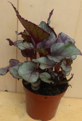 Productafbeelding van 5 stuks! Mini blad Begonia Rood Begoniaceae Viridi kamerplant Warentuin Natuurlijk