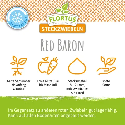 Artikelbild 9 von 'Wintersteckzwiebel Red Baron' aus der Kategorie Wintersteckzwiebeln