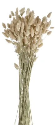 Zdjęcie produktu dla Pomax, suszone kwiaty, naturalne, wysokość 65 cm