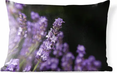 Produktbild von MuchoWow® Outdoor Kissen - Nahaufnahme von lila Lavendel auf schwarzem Hintergrund - 50x30 cm - Wetterfest - Lounge Kissen - Sofa kissen - Wohnzimmer Dekoration