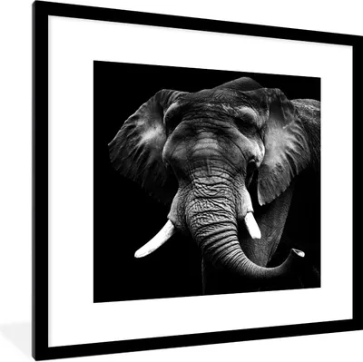 Produktbild von MuchoWow® Gerahmtes Poster Elefant - Zähne - Schwarz - Weiß 40x40 cm - Poster mit Schwarzem Bilderrahmen Wandposter Rahmen Foto Bilder - Poster - Plakat im Rahmen