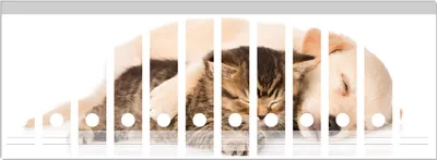 Produktbild von Wallario Ordnerrücken Sticker, selbstklebend für breite Ordner, 12 Stück, Motiv Katze und Hund in Harmonie - Kuschelnde Tiere