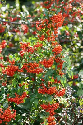 Produktbild von Pyracantha 'Mohave', Feuerdorn, orange-rot, 40–60 cm