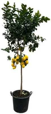 Produktbild von Citrusový citrón - 260 cm - Ø50 cm