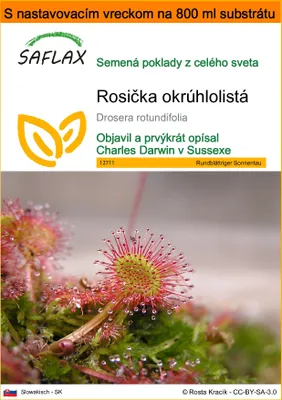 Obrázok produktu pre SAFLAX Garden in the bag - Rosička okrúhlolistá - Drosera rotundifolia - 50 Semená - S pestovateľským substrátom v praktickom samostaviteľnom vrecku