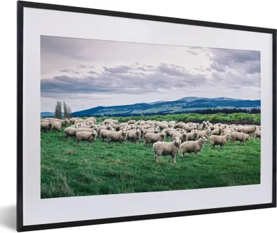 Produktbild von MuchoWow® Gerahmtes Poster Schafe - Natur - Gras 60x40 cm - Poster mit Schwarzem Bilderrahmen Wandposter Rahmen Foto Bilder - Schlafzimmer - Plakat in Rahmen - Drucken