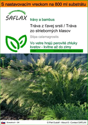 Obrázok produktu pre SAFLAX Garden in the bag - Tráva z ťavej srsti / Tráva zo strieborných klasov - Stipa calamagrostis - 50 Semená - S pestovateľským substrátom v praktickom samostaviteľnom vrecku