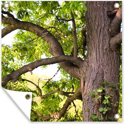 Produktbild von MuchoWow® 50x50 cm Outdoor-Poster Gartendeko Sichtschutz Garten Poster für den Garten  Kastanienbaum im Frühling
