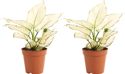 Produktbild von 2x Aglaonema White Joy P12 H25
