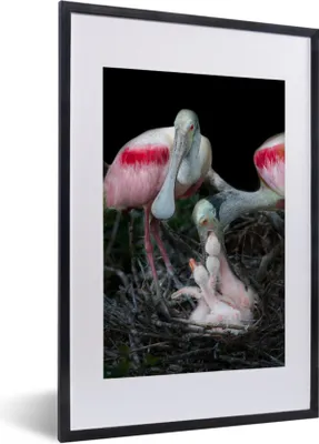 Produktbild von MuchoWow® MuchoWow® Gerahmtes Poster Vögel - Nest - Küken 40x60 cm - Poster mit zchwarzem Bilderrahmen - Poster in Rahmen