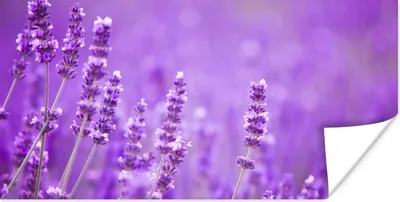 Produktbild von MuchoWow® Poster Lavendel - Nahaufnahme - Blumen - Lila 160x80 cm - Foto Poster