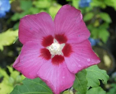 Produktbild von Garten Eibisch Woodbridge - Hibiscus syriacus - 40-50cm