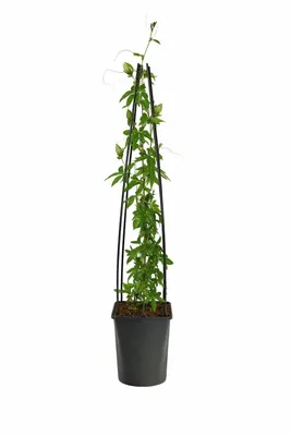 Produktbild von Passionsblume Passiflora caerulea 60–70 cm – winterharte Kletterpflanze, exotisch, pflegeleicht, ideal für Garten, Balkon & Terrasse