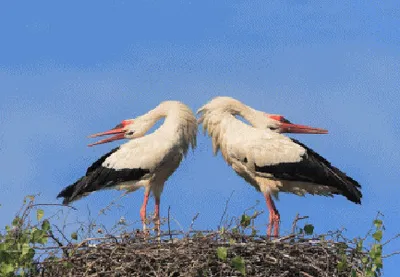 Produktbild von 3 D Ansichtskarte Störche, Postkarte Wackelkarte Hologrammkarte, Tier Vogel Klapperstörche