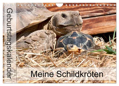 Immagine prodotto di Le mie tartarughe - Calendario dei compleanni (calendario da parete 2027, formato A4 orizzontale), calendario mensile CALVENDO