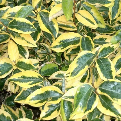 Image de 2 x  Oliviers à feuilles persistantes  - Elaeagnus ebbingei 'Gilt Edge'  | 30-40 cm en conteneur