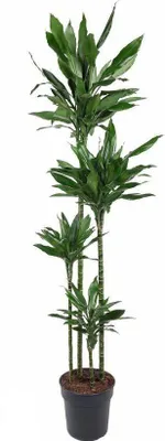 Produktbild von Dracaena Janet Lind Drachenbaum 180cm große Zimmerpflanze für Büro Pflegeleicht