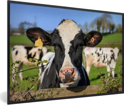 Produktbild von MuchoWow® Gerahmtes Poster Kuh - Zaun - Gras - Tiere 30x20 cm - Poster mit Schwarzem Bilderrahmen Wandposter Rahmen Foto Bilder - Kunstdruck - Bild-Poster