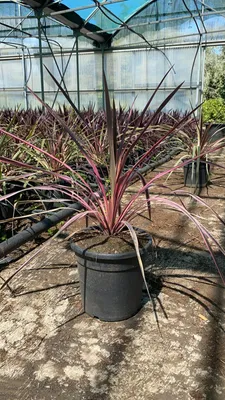 Obrázok produktu pre Cordyline australis Rosa Bicolore 70-80 cm - Zelená rastlina - Klubová ľalia