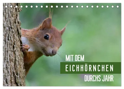 Produktbild von Mit dem Eichhörnchen durchs Jahr (Tischkalender 2027 DIN A5 quer), CALVENDO Monatskalender