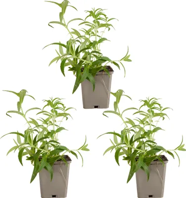 Image de Bloomique - Lot de 3 - Nepeta Blue Moon - Cataire - Rustique - Vivace - Mellifère - Hauteur 10-20 cm - Pot 9 cm
