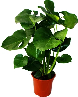 Zdjęcie produktu dla Monstera deliciosa - skrzydlokwiat okienny - doniczka 21 cm - wysokosc ok. 50-60 cm