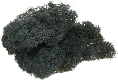 Produktbild von Deko Moos Schwarz 400g Islandmoos Basteln Grabschmuck Konserviert