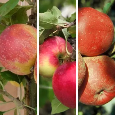 Produktbild von Familienbaum Trio Apfelbaum Alkmene - Cox Orange - Melrose