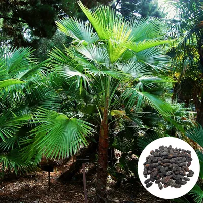 Zdjęcie produktu dla Nasiona Trachycarpus Martianus Nepal - zestaw 10 sztuk - Szorstkowiec himalajski - Mrozoodporny do -14°C