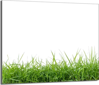 Image de Plaque de recouvrement pour cuisinière 60x52 Vitrocéramiquefeld Couverture anti-éclaboussures Plaque de verre Deko Planche à découper, Blanc Herbe