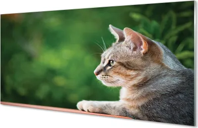 Produktbild von Glasbilder 140x70 Wandkunst schauende Katze