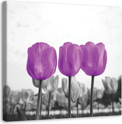 Produktbild von Leinwandbild lila tulpen auf einer wiese 50x50 cm Feeby lila wandbild bereit zum aufhängen