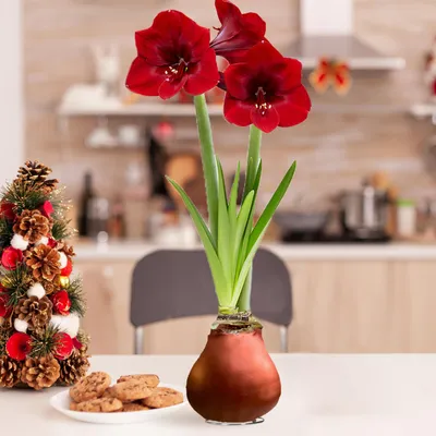 Zdjęcie produktu dla Amaryllis w wosku, brązowa odmiana - cebulki amaryllis - duża cebulka amaryllis (26/30) - Ekskluzywne, prawdziwe rośliny z Holandii, odmiana Hippeastrum (bez nasion, nie są to rośliny sztuczne)