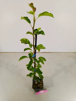 Produktbild von Set mit 4 Obstbäume – 1 Apfel, 1 Birne, 1 Kirsche, 1 Pflaume – Höhe 70/100cm – 11cm Topf – Mix B
