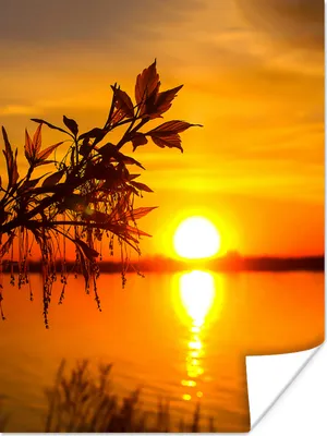 Produktbild von MuchoWow® Poster Sonnenuntergang - Wasser - Pflanzen - Orange 60x80 cm - Schlafzimmer Dekoration