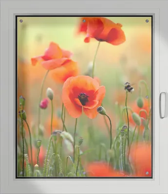 Produktbild von Wallario Lichtschutzbild, Dekorativer Sichtschutz Sonnenschutz 96 x 115 cm mit Motiv: Mohnblumenblüten - Verdunklung ohne Bohren