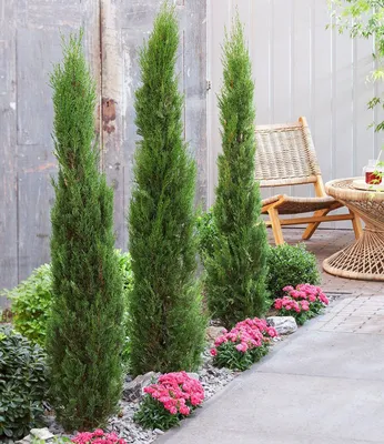 Produktbild von BALDUR Garten 3x Echte Toskana 'Säulen-Zypressen', Pflanzen im 9x9 cm-Topf, Cupressus sempervirens pyramidalis, Mittelmeer-Zypresse, winterhart & pflegeleicht, Wasserbedarf gering